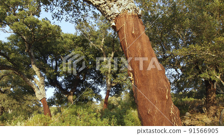 Blockhead Forest, Los Alcornocales Natural Park, Spain Blockhead Forest, Los Alcornocales Natural Park, Spain 91566905