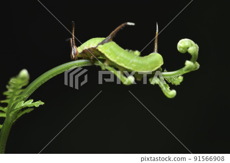 蕨類植物上的綠色毛毛蟲 91566908