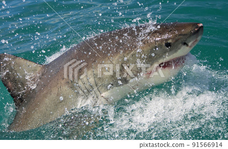 Great White Shark, Gansbaai, South Africa Great White Shark, Gansbaai, South Africa 91566914