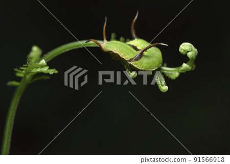 green caterpillar on fern green caterpillar on fern 91566918