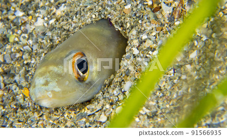 Conger Eel, Cabo Cope Puntas del Calnegre Regional Park, Spain Conger Eel, Cabo Cope Puntas del Calnegre Regional Park, Spain 91566935
