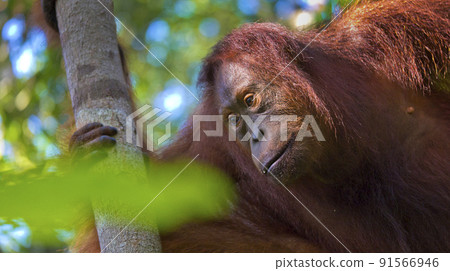 Orangutan, Tanjung Puting National Park, Borneo Orangutan, Tanjung Puting National Park, Borneo 91566946