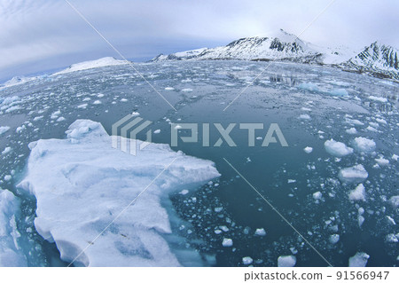 Drift floating Ice, Albert I Land, Norway 91566947