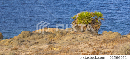 Rocky Coastline and Cliffs, Los Escullos, Cabo de Gata-Nijar Natural Park, Spain 91566951