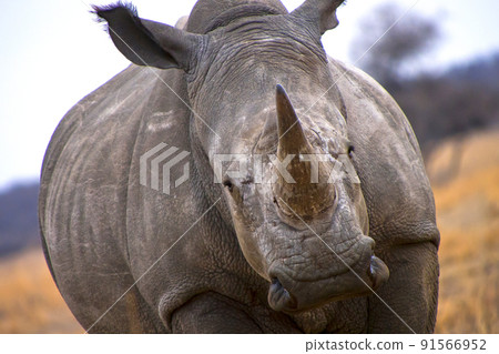 White Rhinoceros, Khama Rhino Sanctuary, Botswana 91566952