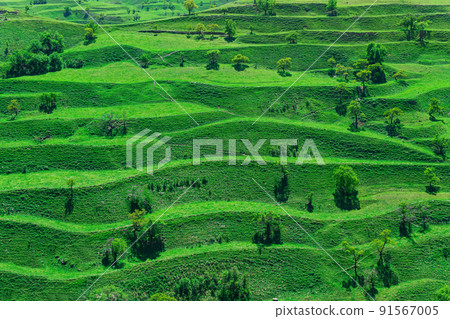 mountain landscape with green agricultural terraces on the slopes mountain landscape with green agricultural terraces on the slopes 91567005