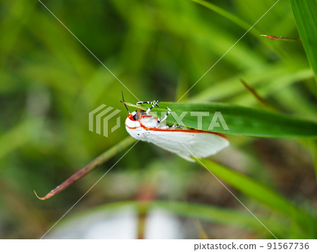 草地上的 Chionarctia nipponensis (蛾) 草地上的 Chionarctia nipponensis (蛾) 91567736