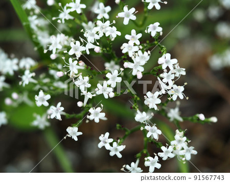 自然生長的纈草 91567743