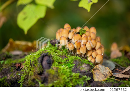 bunch of inedible poisonous mushrooms grows on fallen mossy tree in  forest 91567882