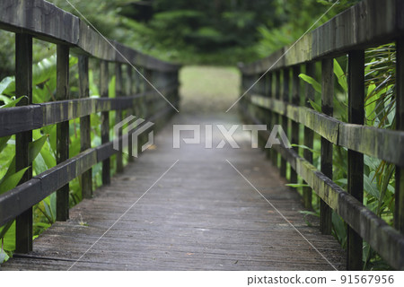 Wooden trails and beautiful surroundings in the park Wooden trails and beautiful surroundings in the park 91567956