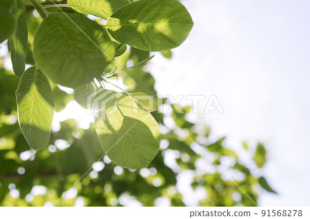 sun shines through green leaves with white sky background sun shines through green leaves with white sky background 91568278