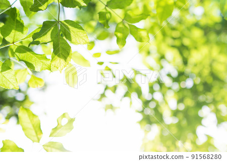 sun rays with radiant bokeh shines through forest trees sun rays with radiant bokeh shines through forest trees 91568280