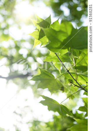 sun rays with radiant bokeh shines through forest trees sun rays with radiant bokeh shines through forest trees 91568281