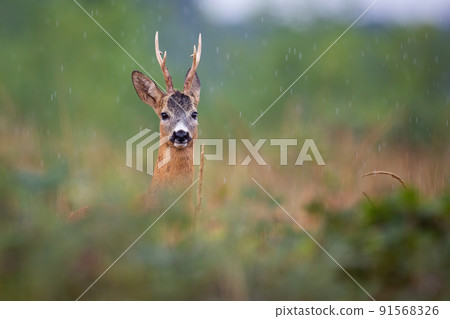 Roe deer peeking out of bushes in summer rainstorm Roe deer peeking out of bushes in summer rainstorm 91568326