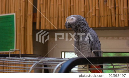 African gray parrot sitting on a big metal cage. 91568497