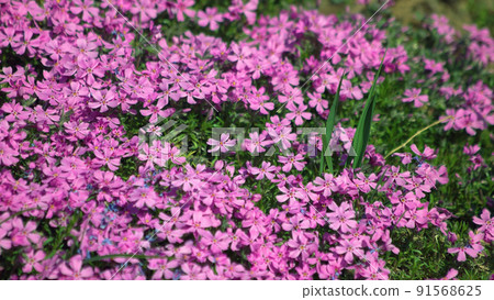 Close up of beautiful pink impatients flowers growing in park or garden. 91568625