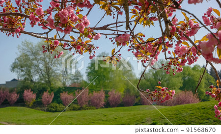 Blooming sakura trees on green lawn in botanical garden on a spring day. Blooming sakura trees on green lawn in botanical garden on a spring day. 91568670