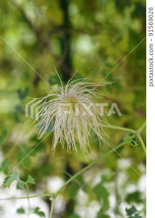 Korean clematis Korean clematis 91569026