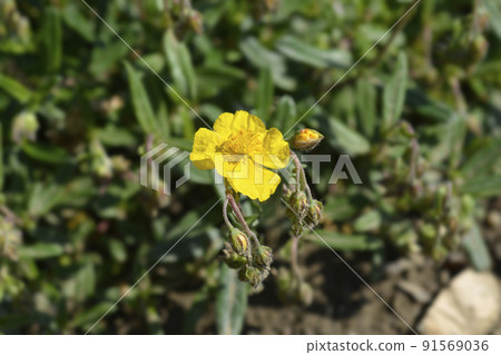Oval-leaved rockrose Oval-leaved rockrose 91569036