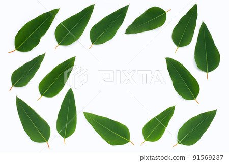 Eucalyptus leaves on white background. Frame of leaves 91569287