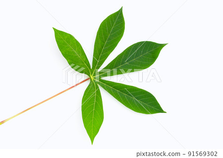 Cassava leaves on white background. Cassava leaves on white background. 91569302