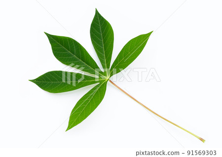 Cassava leaves on white background. 91569303