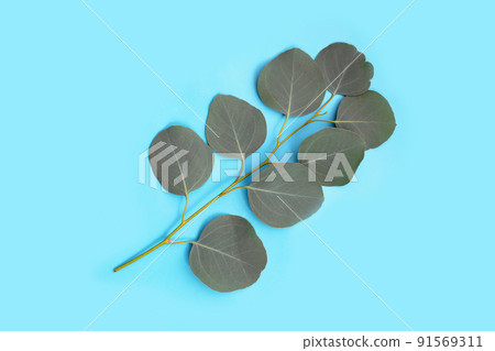 Green leaves of eucalyptus on blue background. 91569311