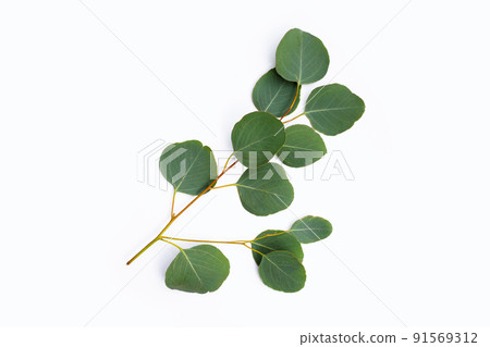 Green leaves of eucalyptus on white Green leaves of eucalyptus on white 91569312