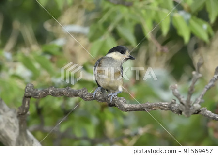 Yamagara沒有幼鳥 Yamagara沒有幼鳥 91569457