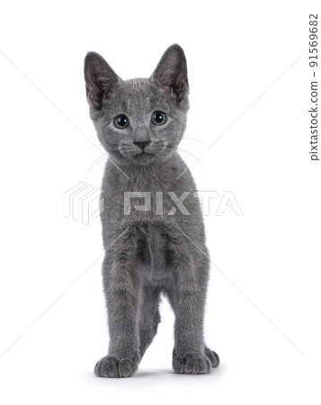 Russian Blue cat on white background 91569682