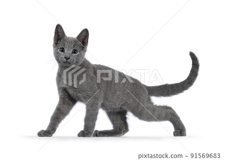 Russian Blue cat on white background Russian Blue cat on white background 91569683