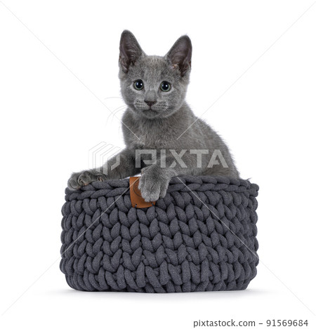Russian Blue cat on white background 91569684