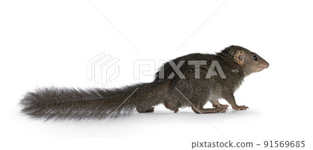 Tupaia Belangeri on white background Tupaia Belangeri on white background 91569685