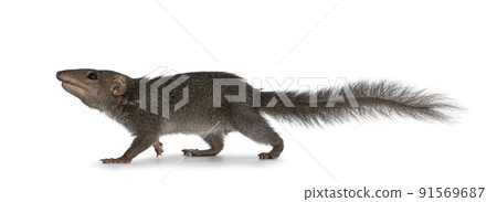 Tupaia Belangeri on white background Tupaia Belangeri on white background 91569687