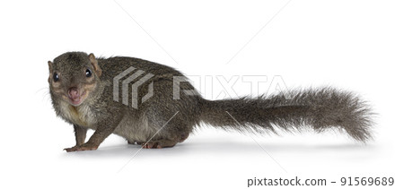 Tupaia Belangeri on white background Tupaia Belangeri on white background 91569689