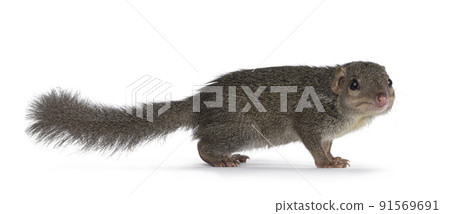 Tupaia Belangeri on white background Tupaia Belangeri on white background 91569691
