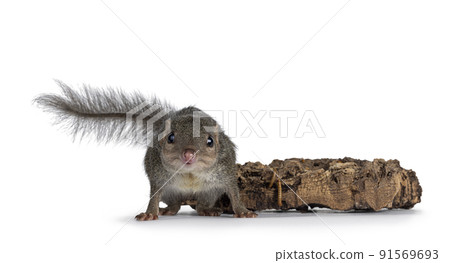 Tupaia Belangeri on white background 91569693