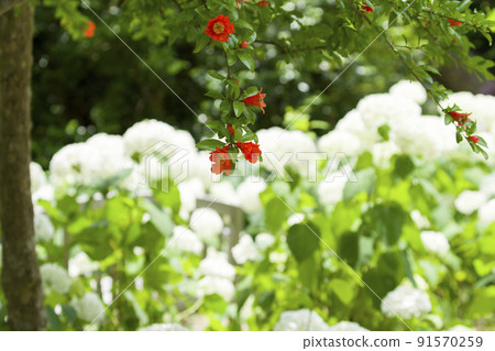 六月花開 91570259