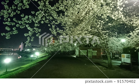 夜晚的櫻花 夜晚的櫻花 91570402