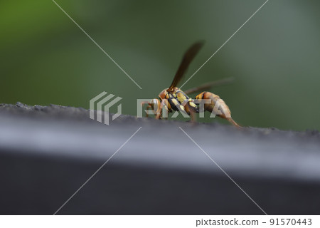 A yellow bee stops on a wooden board to feed A yellow bee stops on a wooden board to feed 91570443