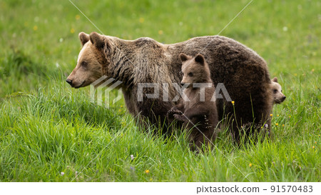 Brown bear with small juveniles observing on grassland. Brown bear with small juveniles observing on grassland. 91570483