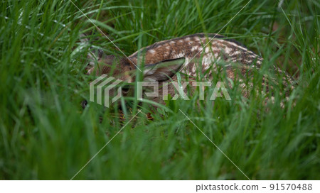 Baby red deer hiding on long grass in summer nature 91570488