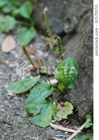 車前草耳朵和花朵 91570555