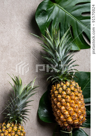 鳳梨 熱帶 葉子 蓬萊蕉 背景 龜背葉 pineapple background パイナップル 91570824