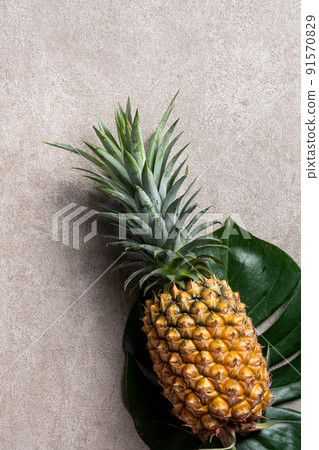 Bromeliad tropical leaves penglai banana background turtle leaf pineapple background パ イ ナ ッ プ ル Bromeliad tropical leaves penglai banana background turtle leaf pineapple background パ イ ナ ッ プ ル 91570829