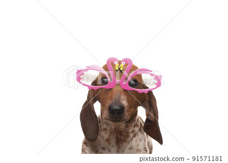 image of dog white background image of dog white background 91571181