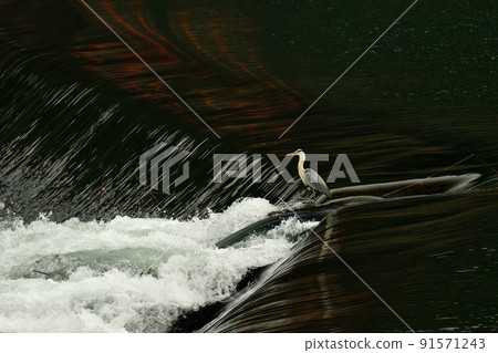 站立在激流的灰色蒼鷺 91571243