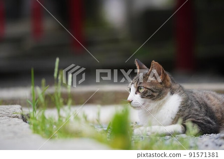 A local cat whose roots are in the precincts of Hokekyoji Temple A local cat whose roots are in the precincts of Hokekyoji Temple 91571381