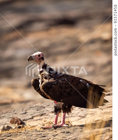 red headed vulture or sarcogyps calvus or Asian king or Indian black vulture closeup or portrait at Ranthambore National Park or forest Reserve Rajasthan india 91571458