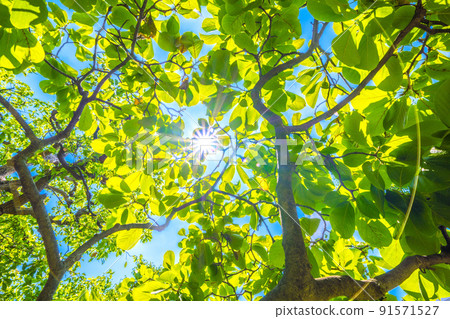 Japanese botanical landscape: sunlight and fresh green of Yulan magnolia. Image of ecology, noble heart, love for nature, etc ... = Yokohama 91571527